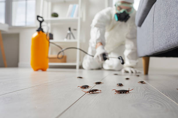 Post-Treatment Bed Bug Interceptor Monitoring in Reedsport